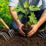 Comment repiquer un figuier : guide pratique et astuces simples
